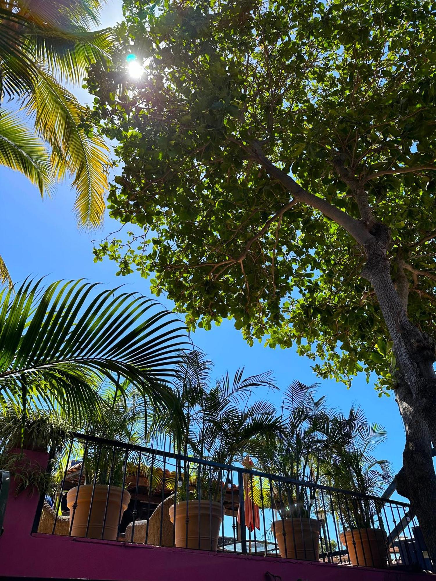 Siesta Suites Boutique Hotel Cabo San Lucas Kültér fotó